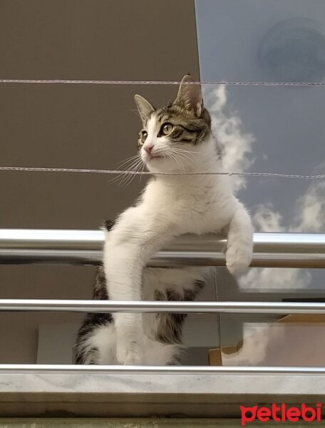 Tekir Kedi, Kedi  Laz fotoğrafı