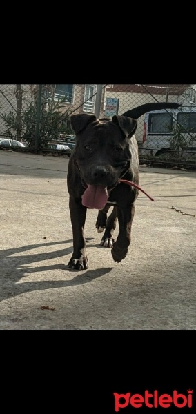 Amerikan Staffordshire Terrier, Köpek  Arya fotoğrafı