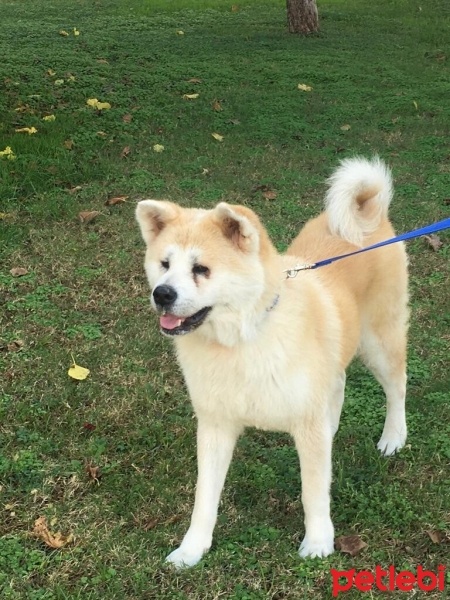 Akita İnu, Köpek  Kuki fotoğrafı