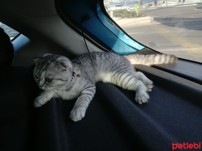 Scottish Fold, Kedi  Lucy fotoğrafı