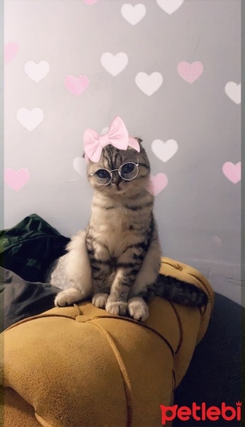 Scottish Fold, Kedi  Lucy fotoğrafı