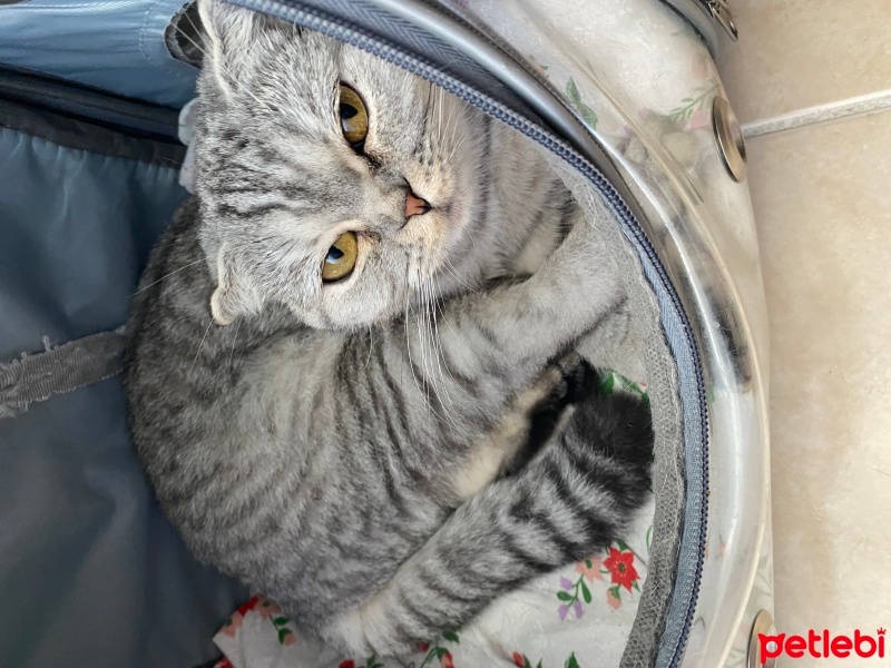 Scottish Fold, Kedi  Lucy fotoğrafı