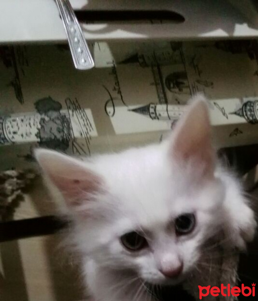 Van Kedisi, Kedi  Kainat fotoğrafı