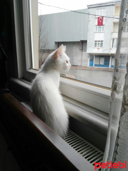 Van Kedisi, Kedi  Kainat fotoğrafı