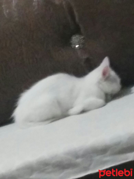 Van Kedisi, Kedi  Kainat fotoğrafı