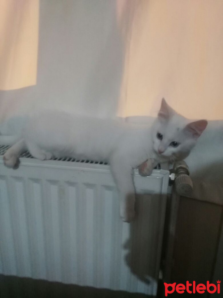 Van Kedisi, Kedi  Kainat fotoğrafı