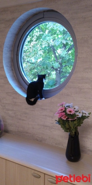 Tekir Kedi, Kedi  Miya fotoğrafı