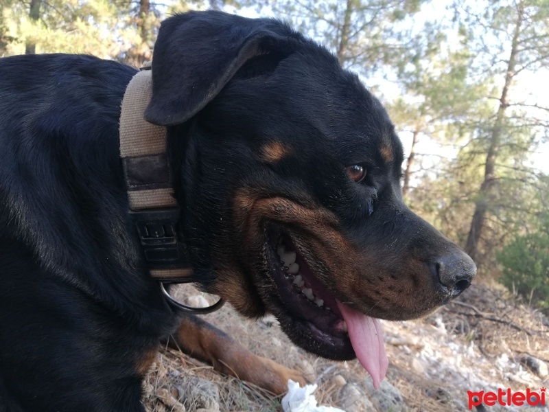 Rottweiler, Köpek  Zeytin fotoğrafı