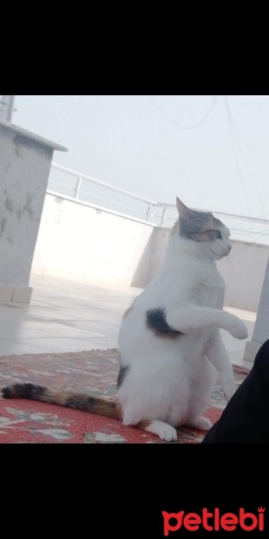 Tekir Kedi, Kedi  Prenses fotoğrafı