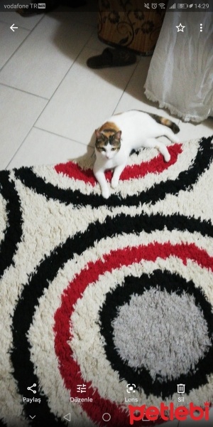 Tekir Kedi, Kedi  Prenses fotoğrafı