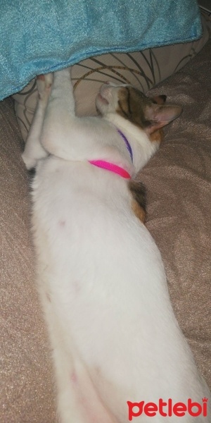 Tekir Kedi, Kedi  Prenses fotoğrafı