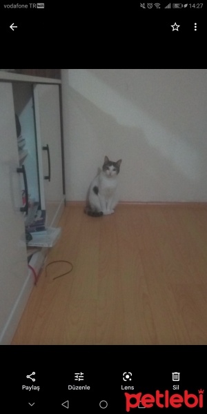 Tekir Kedi, Kedi  Prenses fotoğrafı