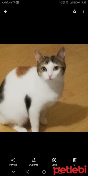 Tekir Kedi, Kedi  Prenses fotoğrafı