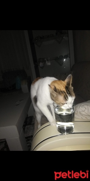 Tekir Kedi, Kedi  Prenses fotoğrafı