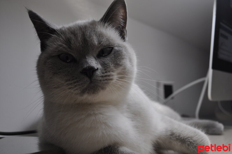 British Shorthair, Kedi  Latina fotoğrafı