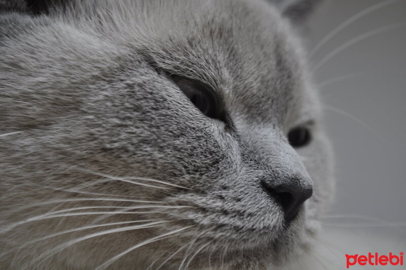 British Shorthair, Kedi  Latina fotoğrafı