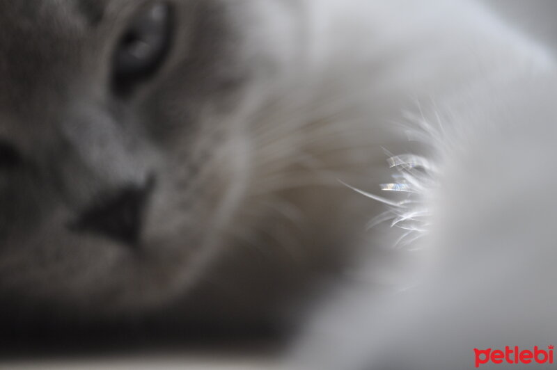 British Shorthair, Kedi  Latina fotoğrafı