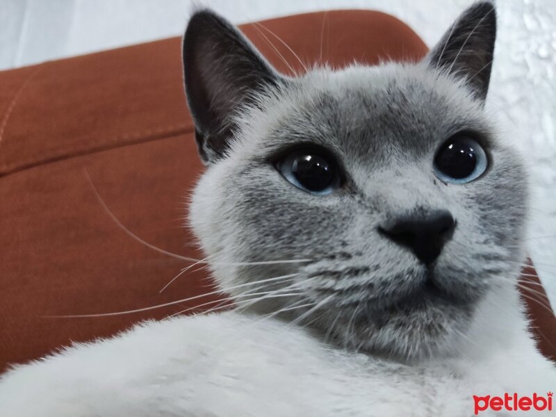 British Shorthair, Kedi  Latina fotoğrafı