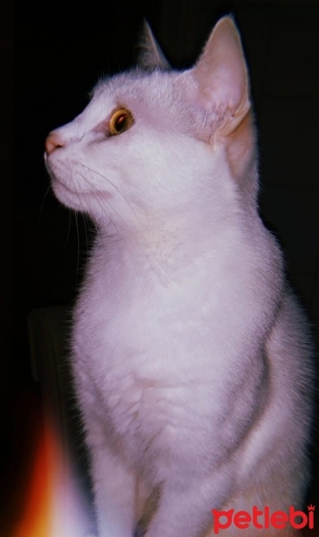 Van Kedisi, Kedi  Minik fotoğrafı