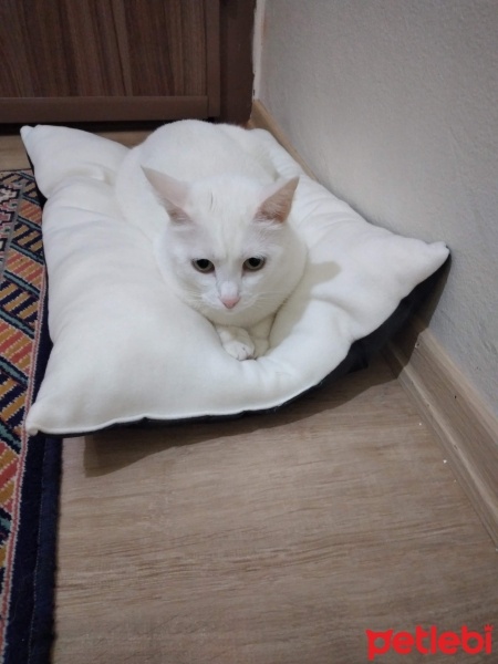 Van Kedisi, Kedi  Minik fotoğrafı