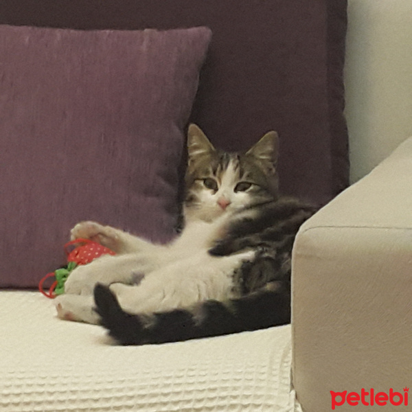 Tekir Kedi, Kedi  Hobbit fotoğrafı