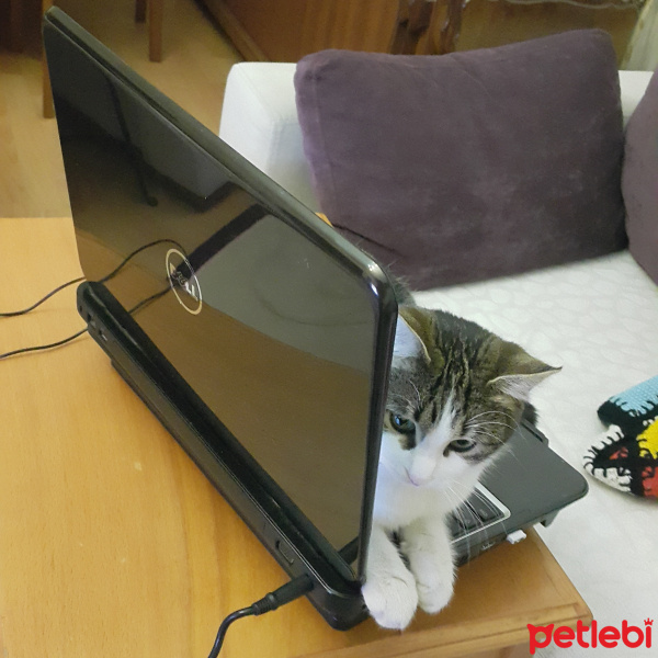 Tekir Kedi, Kedi  Hobbit fotoğrafı