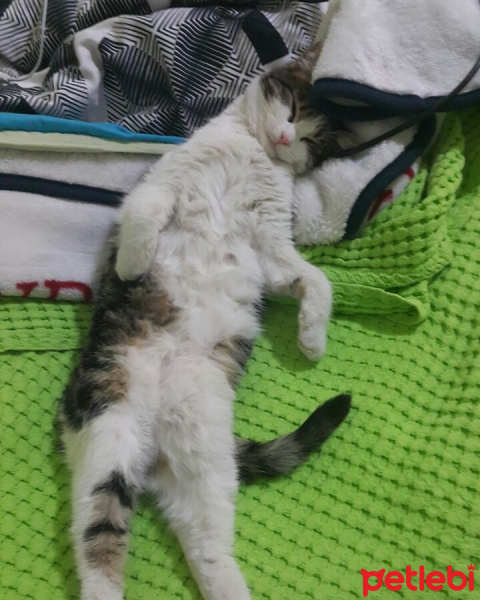 Tekir Kedi, Kedi  Hobbit fotoğrafı