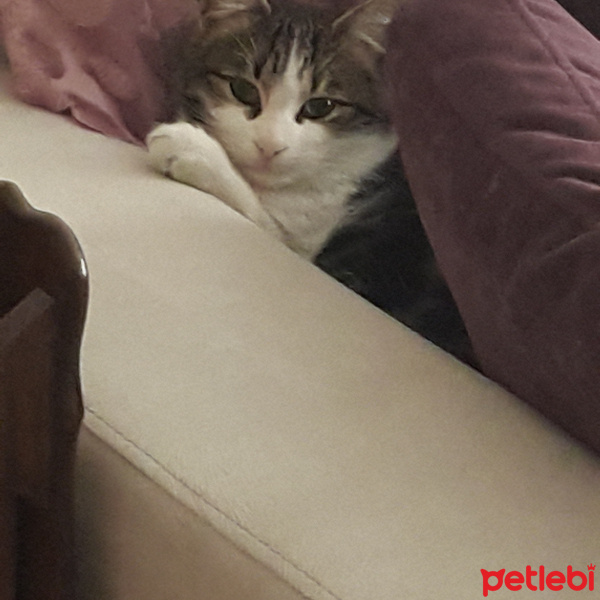 Tekir Kedi, Kedi  Hobbit fotoğrafı