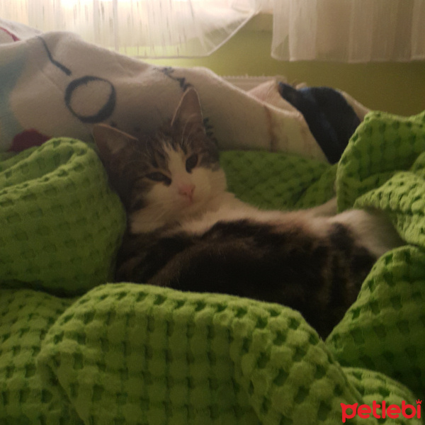 Tekir Kedi, Kedi  Hobbit fotoğrafı