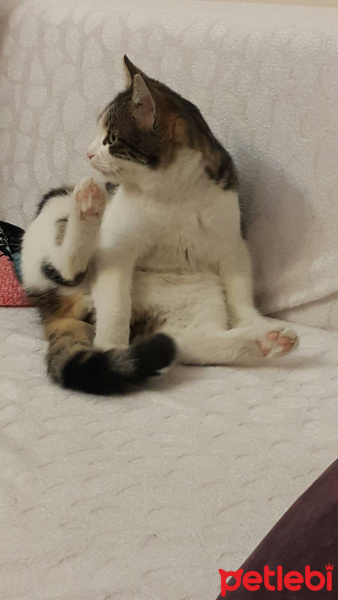 Tekir Kedi, Kedi  Hobbit fotoğrafı