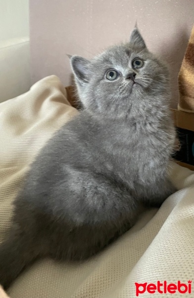 British Shorthair, Kedi  Mia fotoğrafı