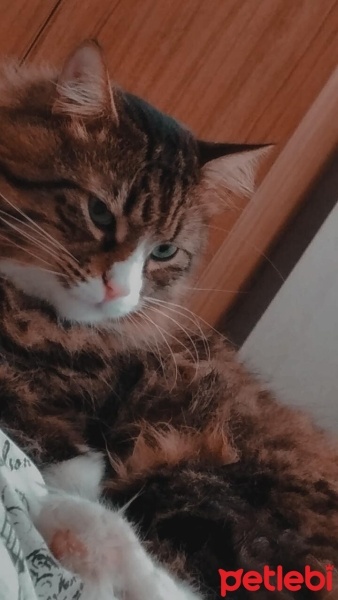 Norwegian Forest, Kedi  Püskül fotoğrafı