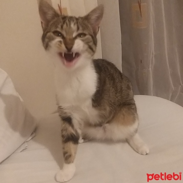 Tekir Kedi, Kedi  Hergele fotoğrafı