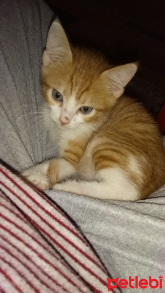 Tekir Kedi, Kedi  Vici fotoğrafı