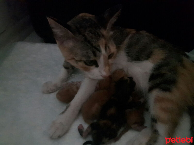 Tekir Kedi, Kedi  Tılsım (Yaramaz) fotoğrafı