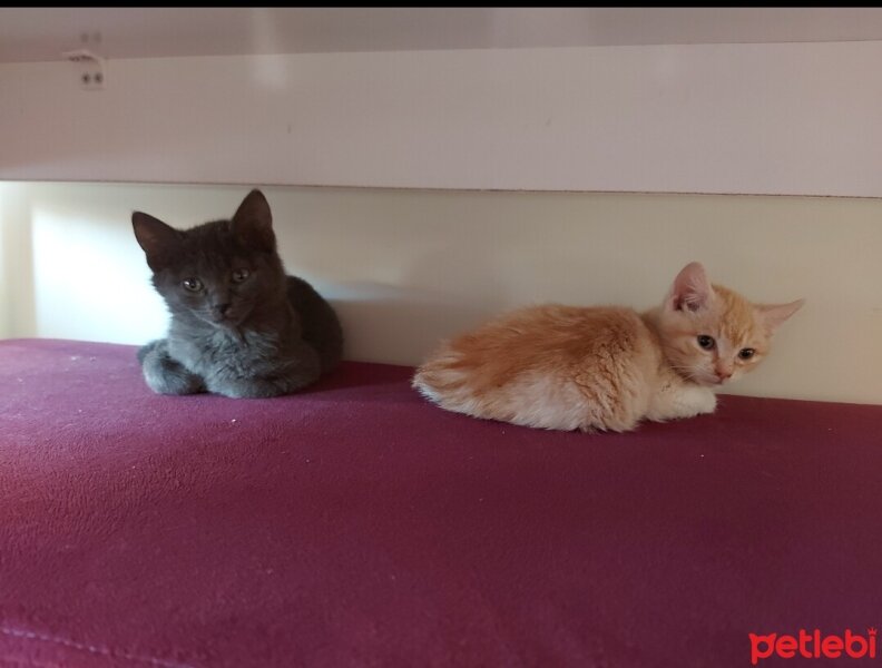 Scottish Fold, Kedi  Tarçın ve zeytin fotoğrafı