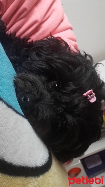 Maltese, Köpek  Luna fotoğrafı