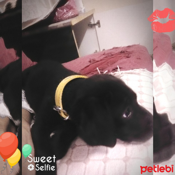 Alman Av Terrieri, Köpek  Zuzu  fotoğrafı