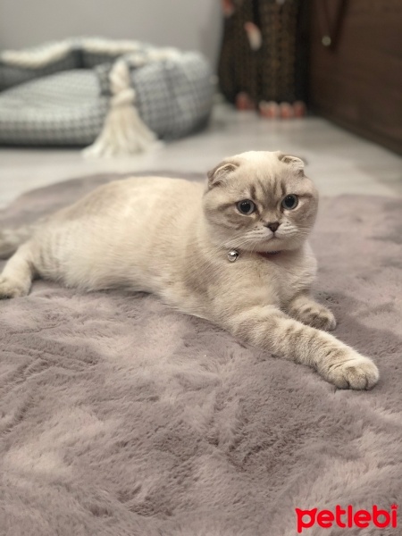 Scottish Fold, Kedi  Mia fotoğrafı