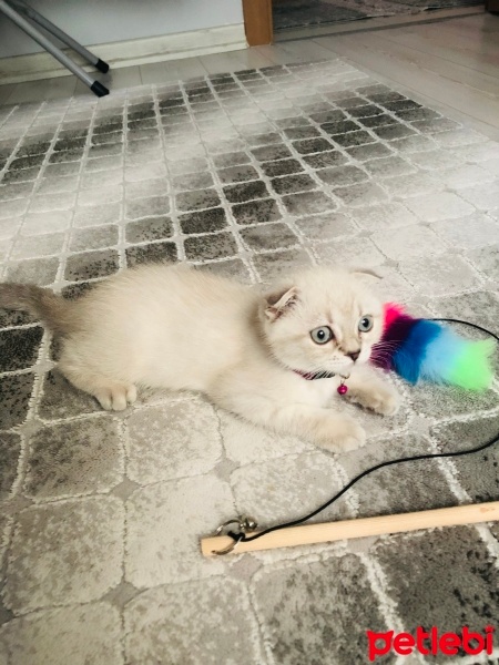 Scottish Fold, Kedi  Mia fotoğrafı