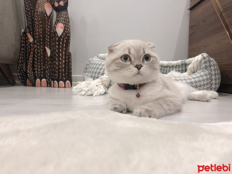 Scottish Fold, Kedi  Mia fotoğrafı