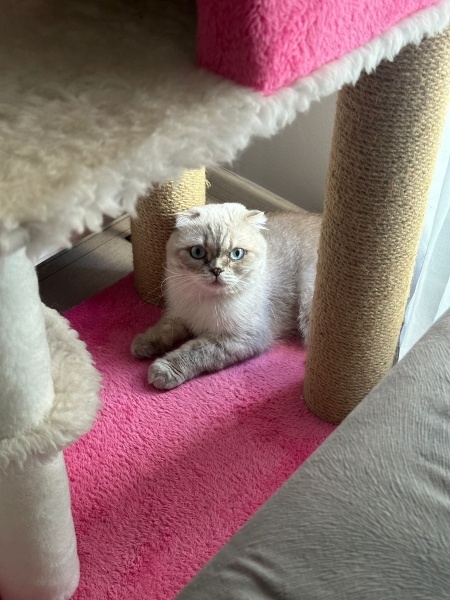 Scottish Fold, Kedi  Mia fotoğrafı