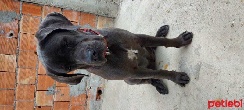 Cane Corso Italiano, Köpek  Lily fotoğrafı