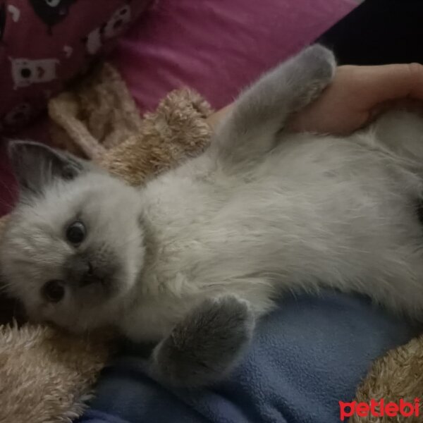 British Shorthair, Kedi  Pati fotoğrafı