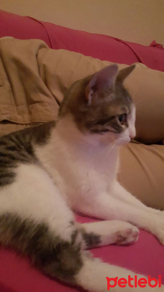 Tekir Kedi, Kedi  mırtık fotoğrafı