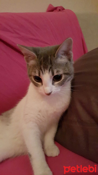 Tekir Kedi, Kedi  mırtık fotoğrafı