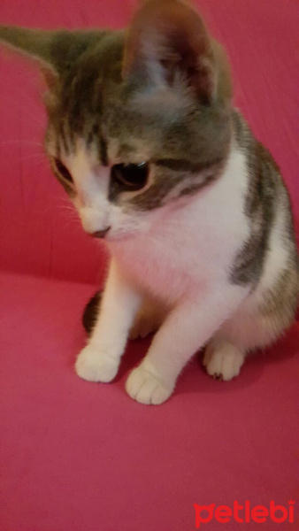 Tekir Kedi, Kedi  mırtık fotoğrafı