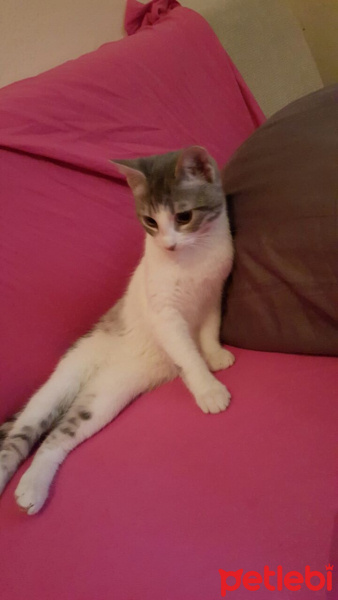 Tekir Kedi, Kedi  mırtık fotoğrafı