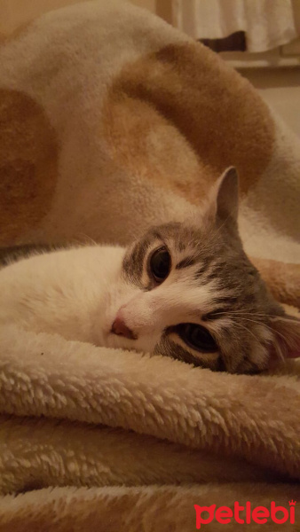 Tekir Kedi, Kedi  mırtık fotoğrafı