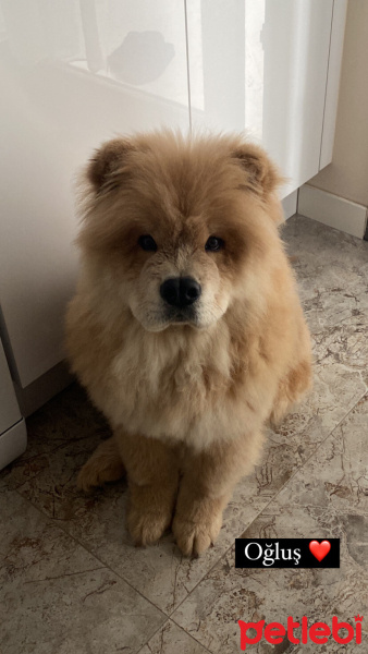 Chow Chow (çin Aslanı), Köpek  Lionell fotoğrafı